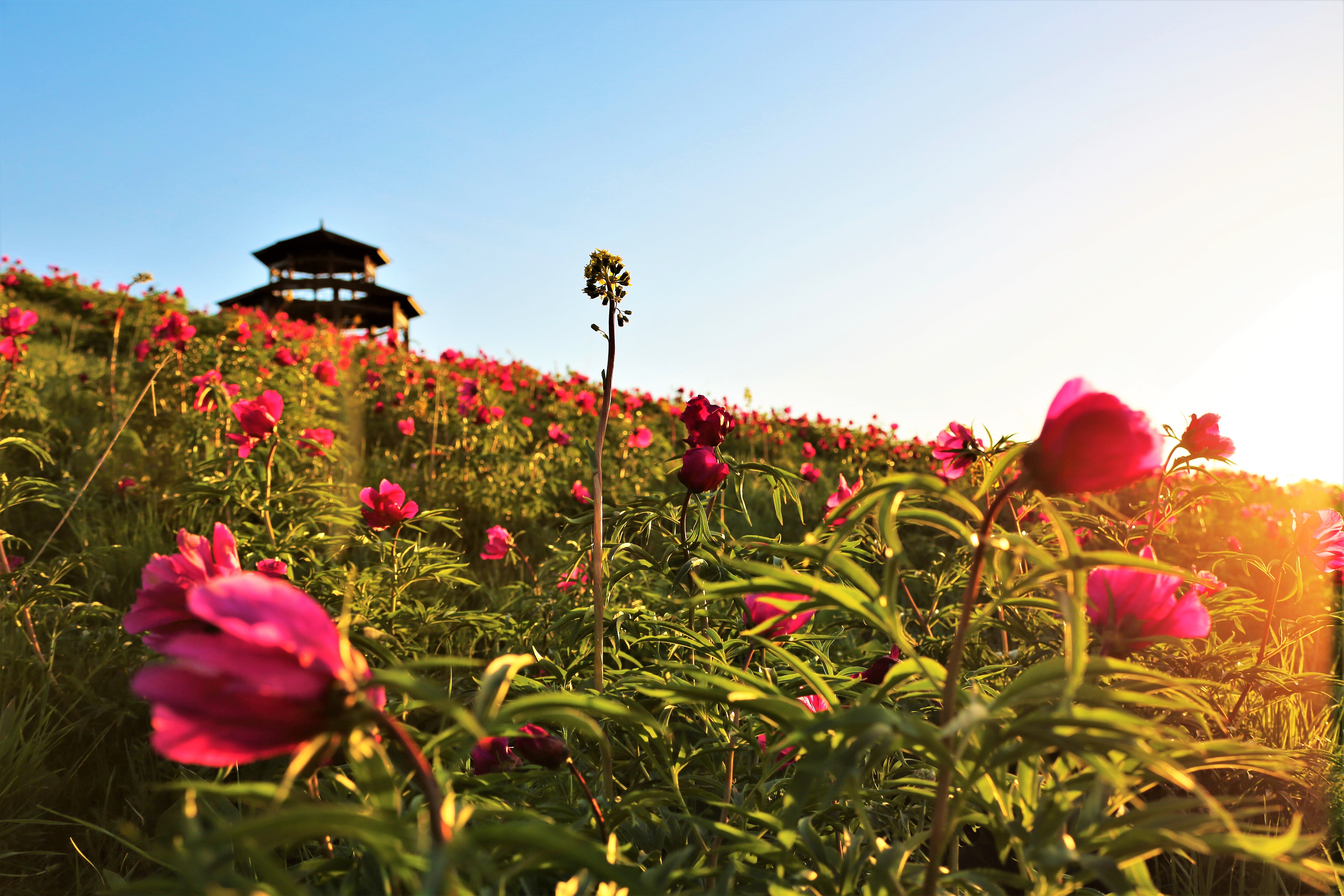 芍药谷景区风光(资料图片).