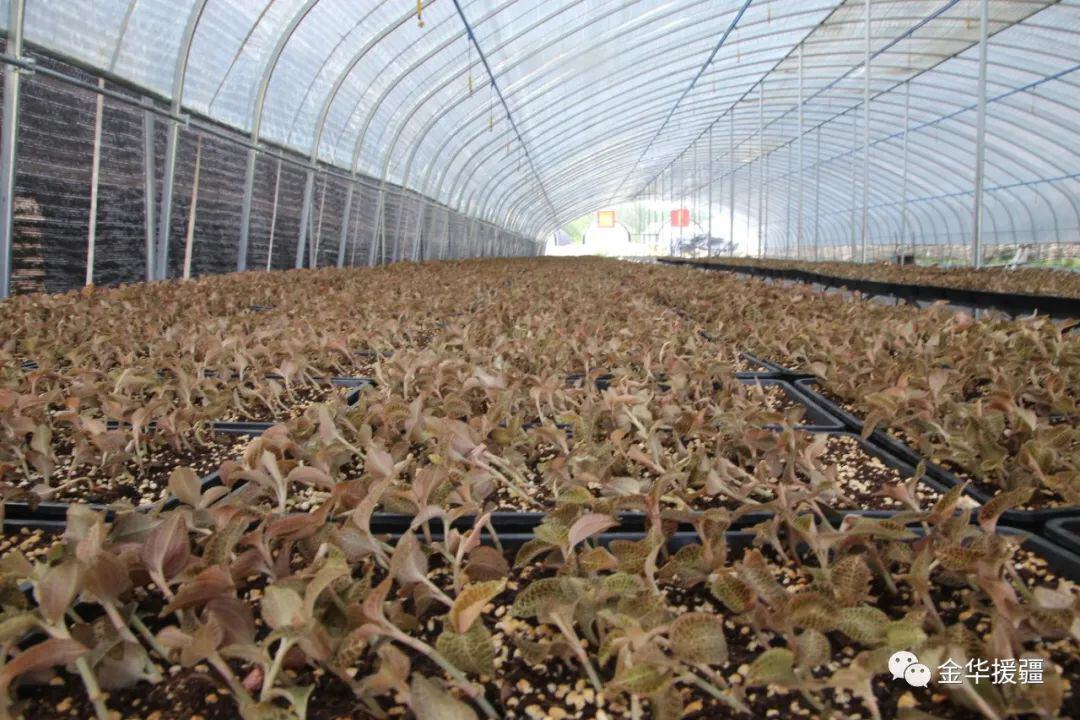 金华援疆试种成功的药王金线莲在温宿推广种植